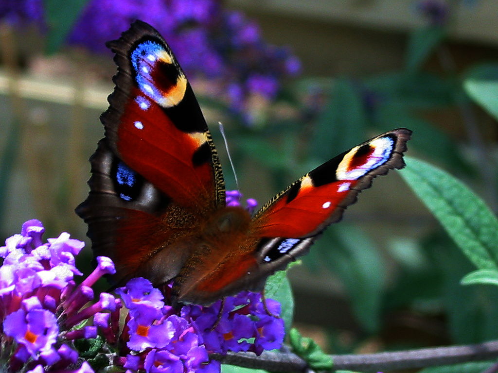 Alternative text of the image